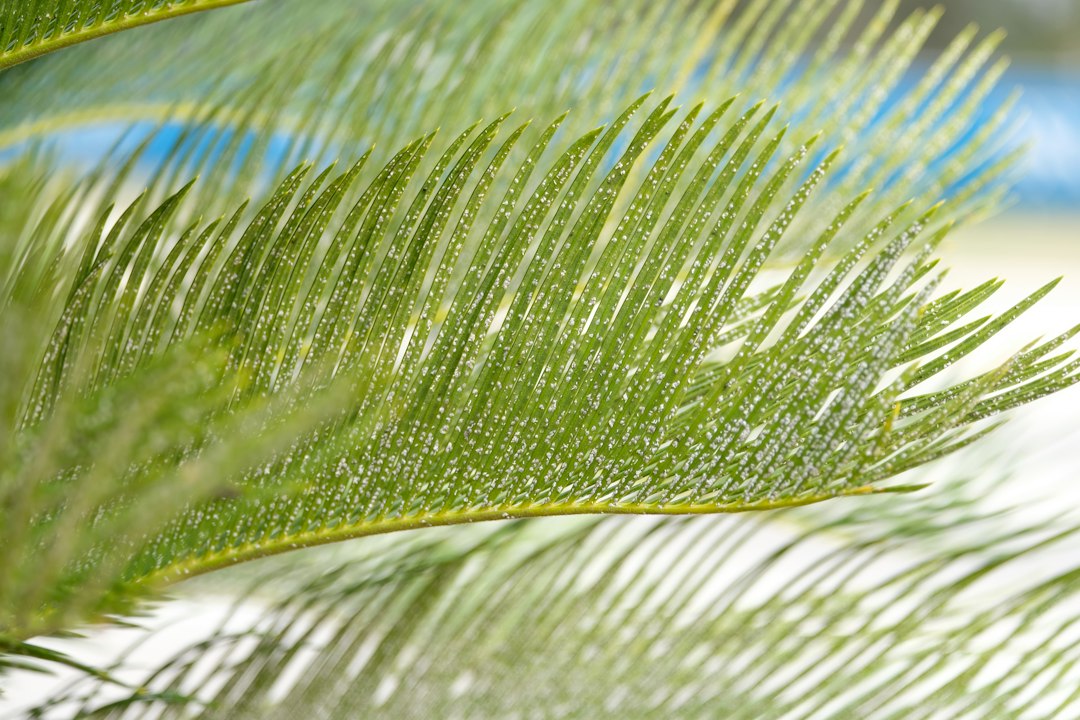 a close up of a green leaf on a tree